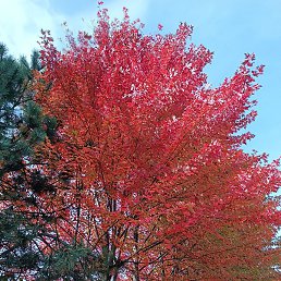 ���, ����, 39 ���