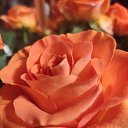 ���� �������, ����, 53 ���� - ��������� 16 ���� 2026 � ������ ���� ����������