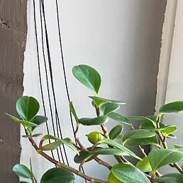 ��������, ������������, 34 ����