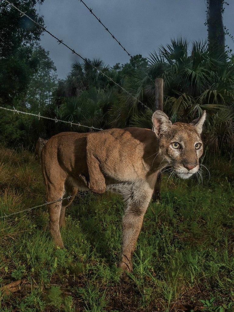    -  .,  ,   .- , ... - 4