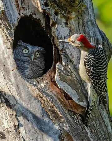 �� ������ ������������ ����� �������� ������� ����� ������� Nikon Comedy Wildlife Awards ���������� ... - 8