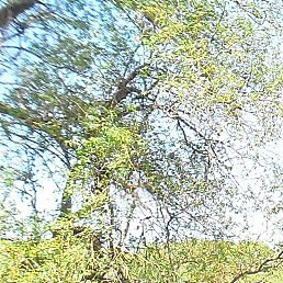 �������, ���������, 59 ���