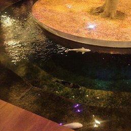 �����, ���������, 46 ���