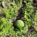 ���� Gala, �����-��������� - ��������� 23 ������ 2025 � ������ ������ ��������