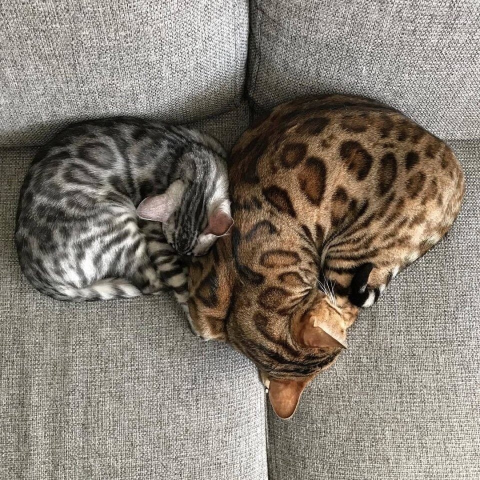 ��������� ���������) - 4