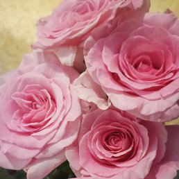 ���� �����, ������, 51 ��� - ��������� 19 ������� 2025