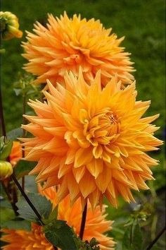 6  -  ! ,   (Dahlia)     ,  ... - 2