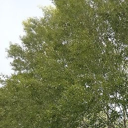 ����, ���������, 52 ����