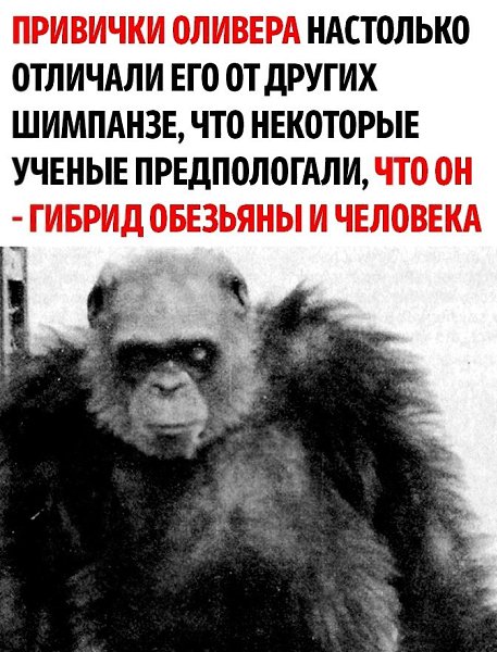 ������, ��������� 55 ���, ��������� ������� �������� ��������������� ��� ������������� ������ ... - 2