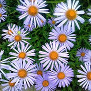 ������, 51 ���, ��������