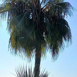 �����, �����, 52 ����