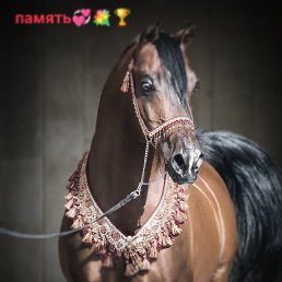 �������, ���������, 49 ���