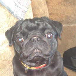 ������, ������