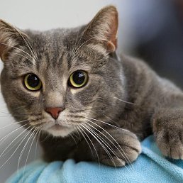 ���� ��������, ������, 62 ���� - ��������� 4 ��� 2025