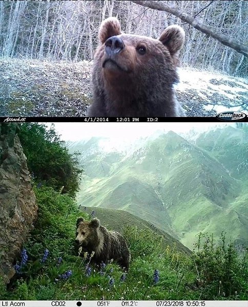 Я обожаю смотреть кадры с фотоловушек. Посмотрите со мной, пожалуйста, они классные! - 5