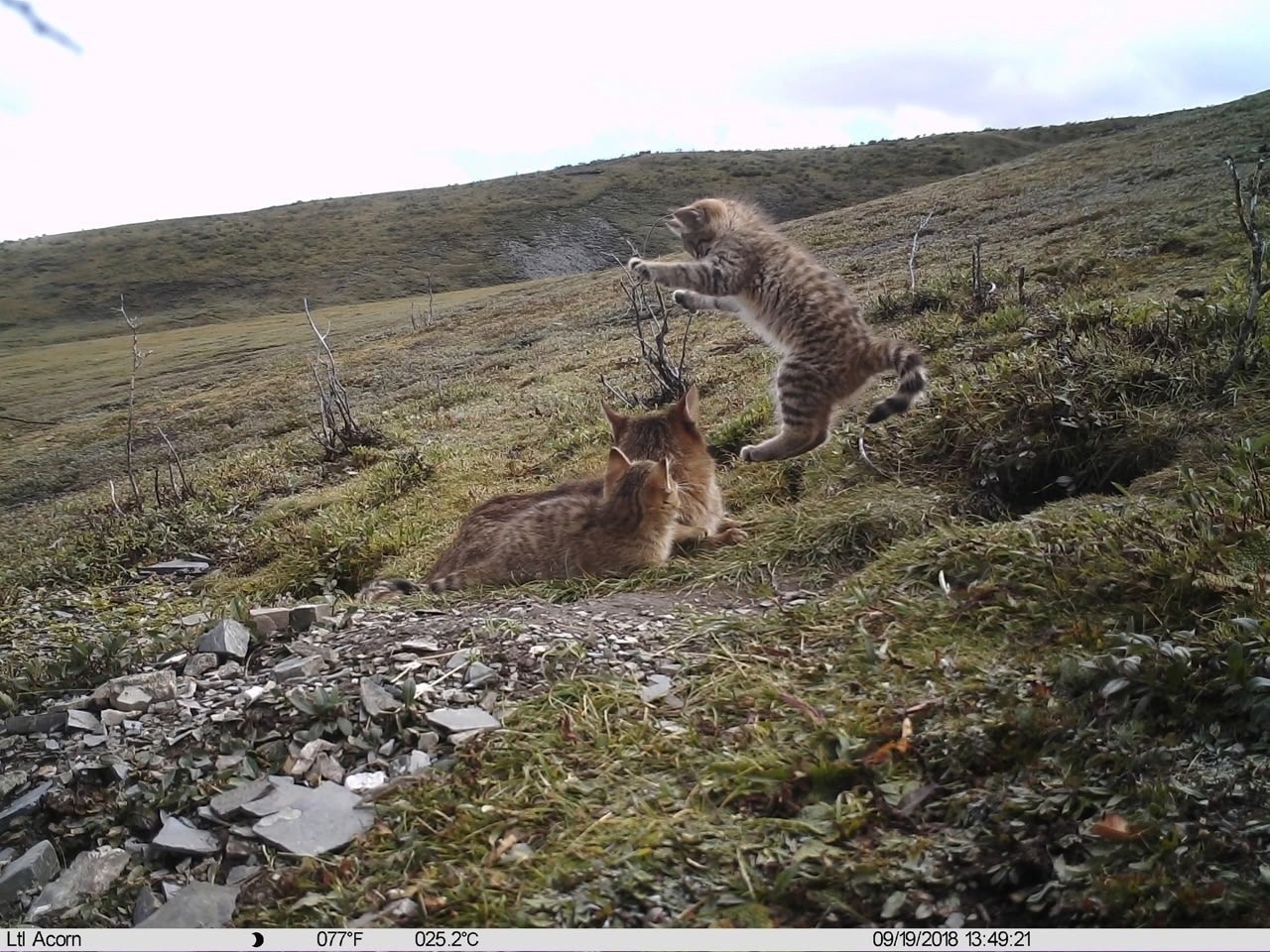 Фотографии животных с фотоловушки - 3