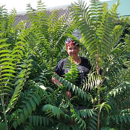 �����, ����������