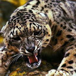 �������, ����, 34 ����