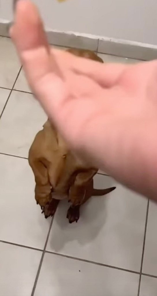 ������ ���� ���������� �������� ��������