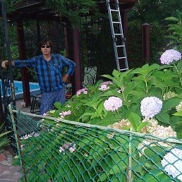 ����, ������, 62 ����