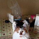 ���� ���������, ������, 60 ��� - ��������� 1 ��� 2025 � ������ ���� ����������