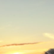 �����, 41 ���, �����������