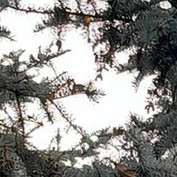 ������, �������, 44 ����