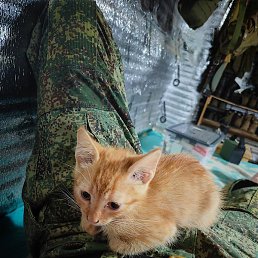 Littl, ������, 33 ����
