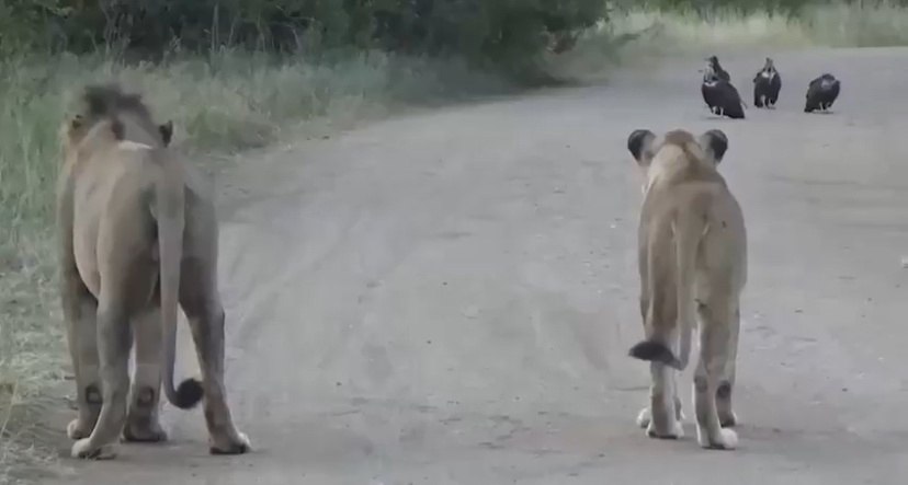 � ������ ����������� ������� ���� �����, ������ ������������, ������ � �����, ������� ������ � ...