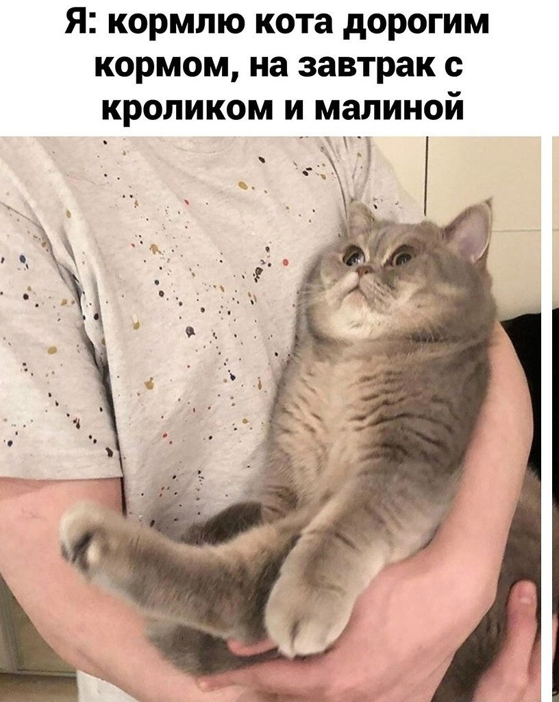 Почему коты не ценят нашу заботу?