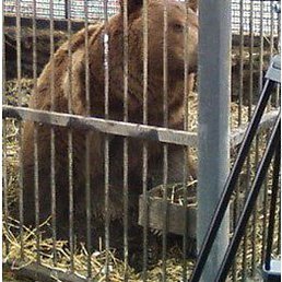 ������, ���������, 45 ���