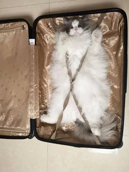 ,   -?