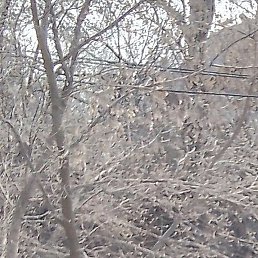 ����, ������������, 40 ���