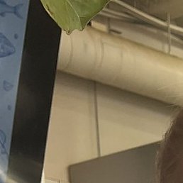 �������, ����, 51 ���