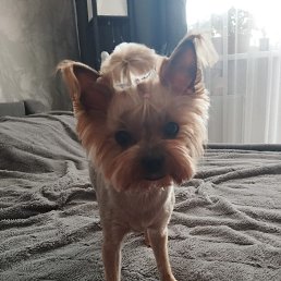 ���� �������, �������, 49 ��� - ��������� 8 ����� 2026