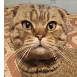 �������, ����, 47 ���