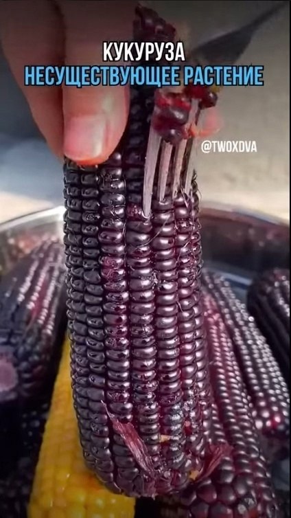 �� ������ ����� ����� ��� ��� �������� - 2