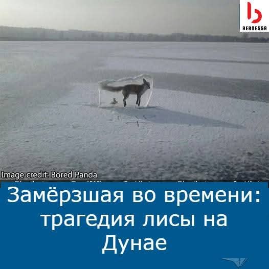 :) 2 января 2017 года мир был потрясён одновременно странным и трогательным зрелищем: лиса, ...