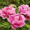 ���� ������, �����, 71 ��� - ��������� 27 ������ 2025 � ������ ���� ����������