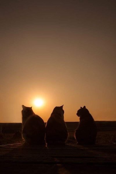 ������ ����. ��������� ������!!! ������� 1665 �������