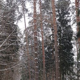 ����, ������, 65 ���