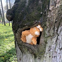 �������, ��������, 53 ����