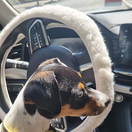 ������, ������-���