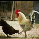 ���� �����, ������, 54 ���� - ��������� 1 ���� 2024 � ������ ���� ����������