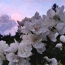 ���� �����, �����-���������, 62 ���� - ��������� 4 ������� 2024