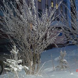 �������, ������, 62 ����