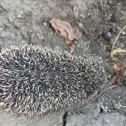 ���� �����, �����, 65 ��� - ��������� 10 ������ 2025