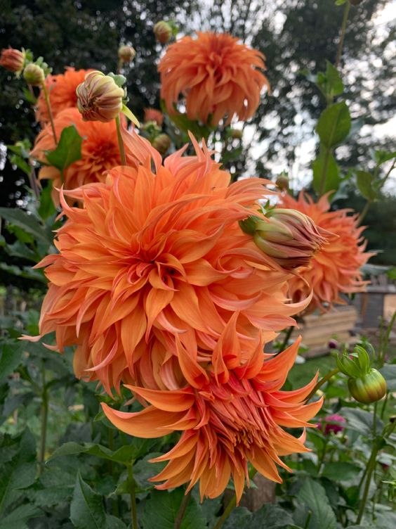 6  -  ! ,   (Dahlia)     ,  ...