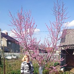 ����, �����������, 72 ����