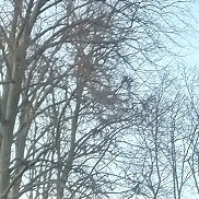 �����, 41 ���, ������